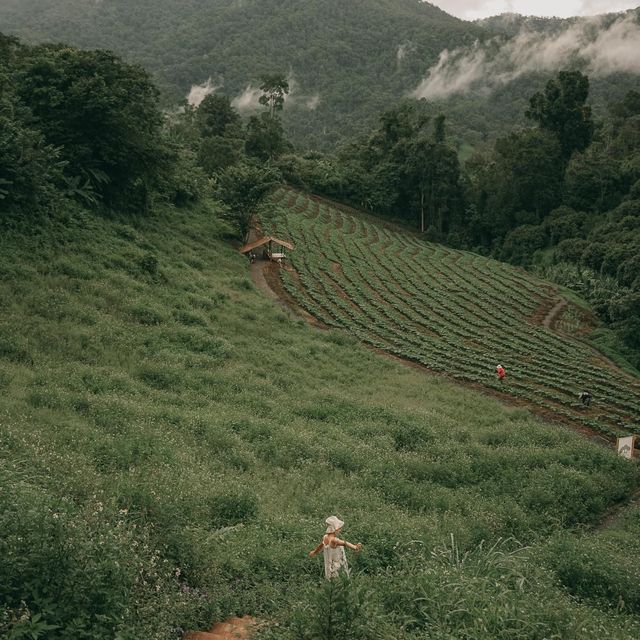 Cozy Wild เชียงใหม่