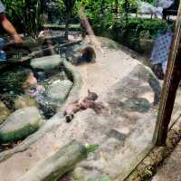 Singapore Zoo Expedition Trip