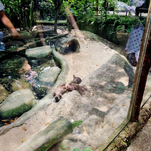 Singapore Zoo Expedition Trip