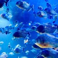 Ocean Dream Samudra Ancol