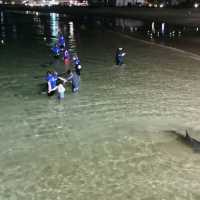 Touching wild dolphins at Moreton Island