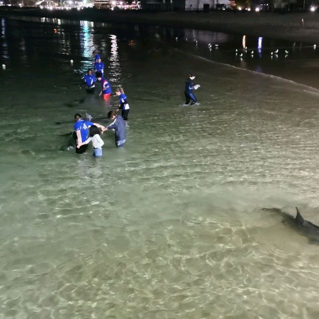 Touching wild dolphins at Moreton Island