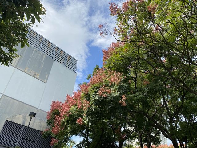 賞花攻略🌺九龍寨城公園花海