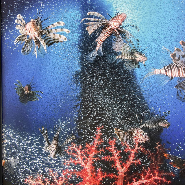 真正嘅度假勝地：紅海eilat