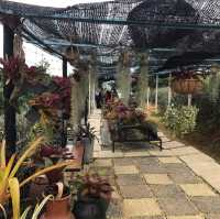 Saudagar Nanas Agrofarm, lokasi menarik!