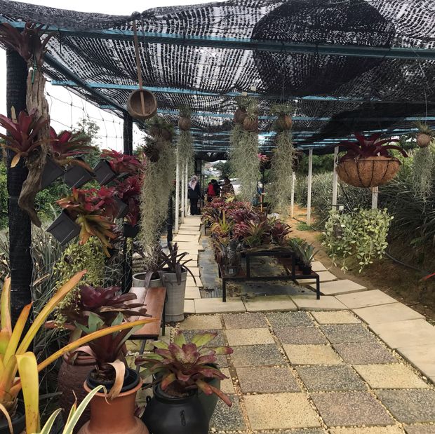 Saudagar Nanas Agrofarm, lokasi menarik!