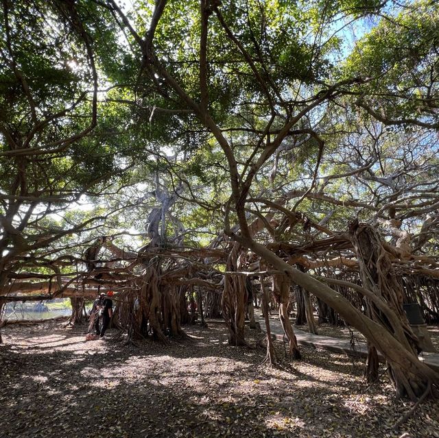 THE BIGGEST BANYAN TREE (THAILAND)