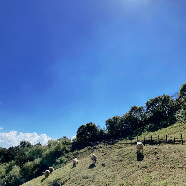 藍天白雲與綠地中的🐑咩咩