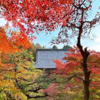 【紅葉巡り】湖東三山 百済寺
