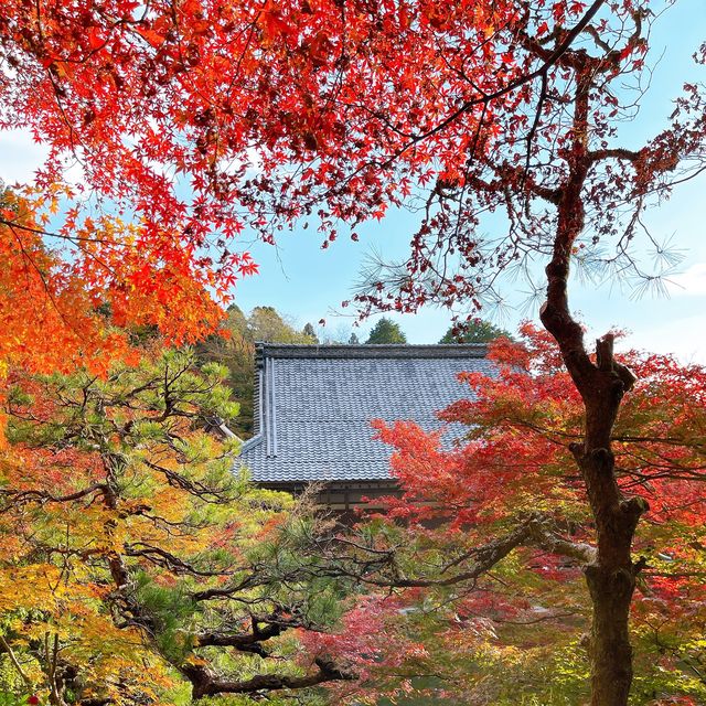 【紅葉巡り】湖東三山 百済寺