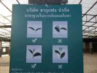 ไร่ชาฉุยฟง เชียงราย 🌱
