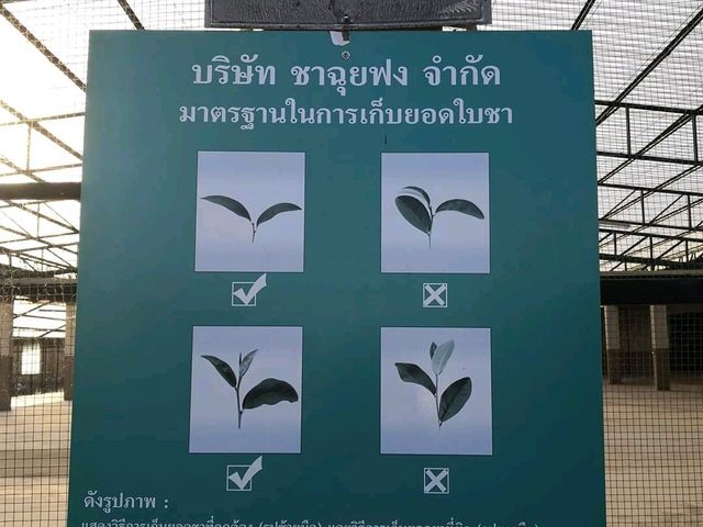 ไร่ชาฉุยฟง เชียงราย 🌱