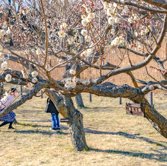 根岸森林公園の梅林の中を散策