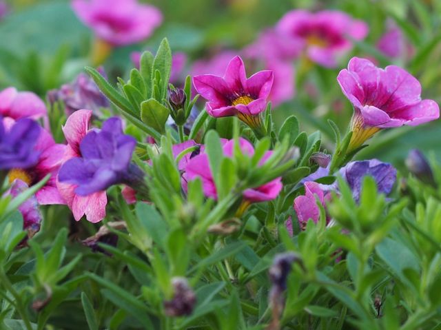 香港動植物公園