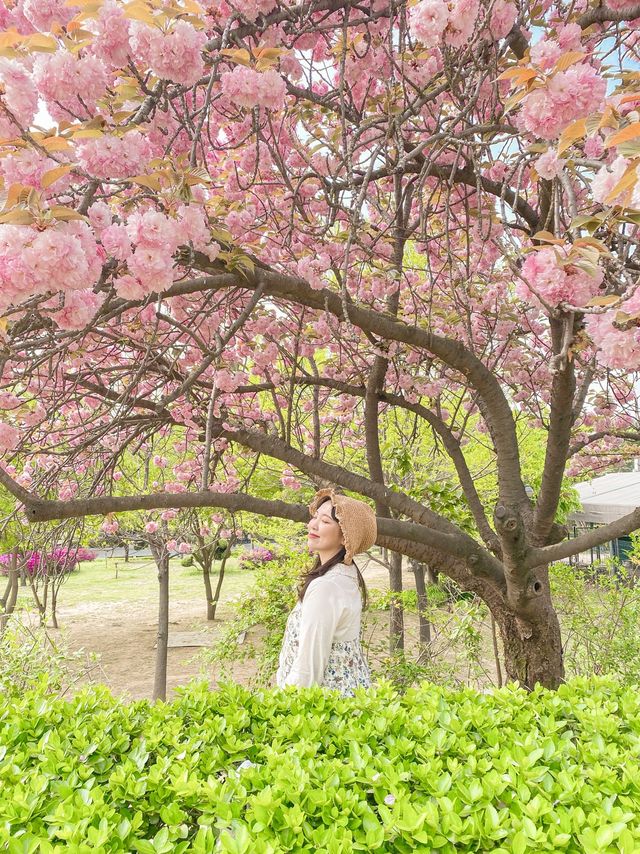 [겹벚꽃 명소] 이번주에 만개 100% 🌸 보라매공원 다녀온 후기 :)