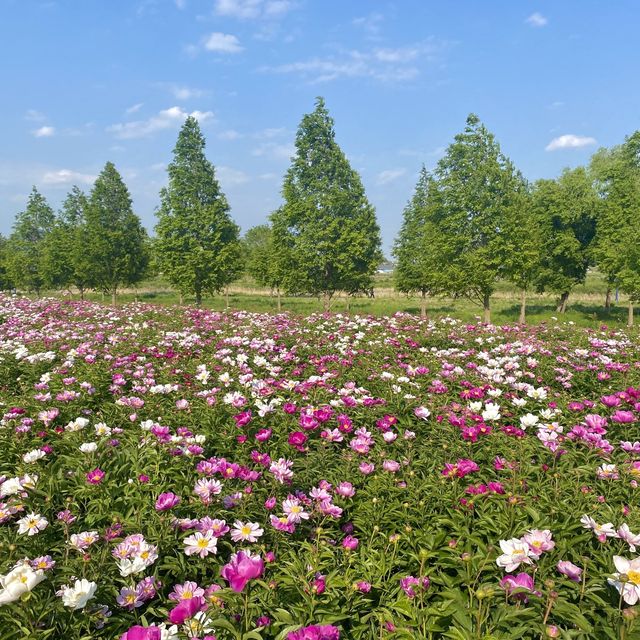 알록달록 끝없이 펼쳐지는 작약꽃밭🌺💗