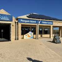 Marine Wildlife - Penguin Island, Perth 