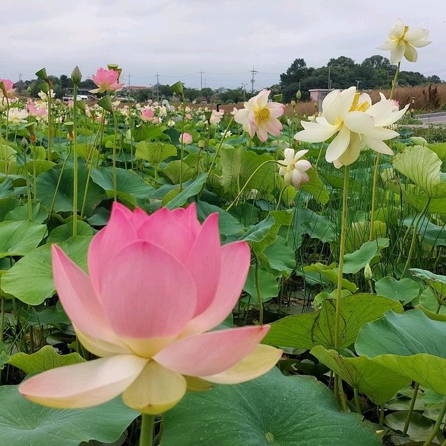 충남 당진 합덕제 수변공원