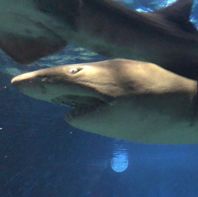 鳥羽水族館🐟🐬🐳企鵝🐧大暴走近距離接觸海洋生物