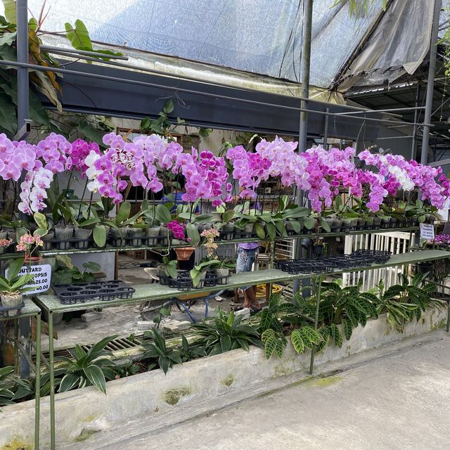 HEAVEN FOR ORCHID LOVERS ✨🌈
