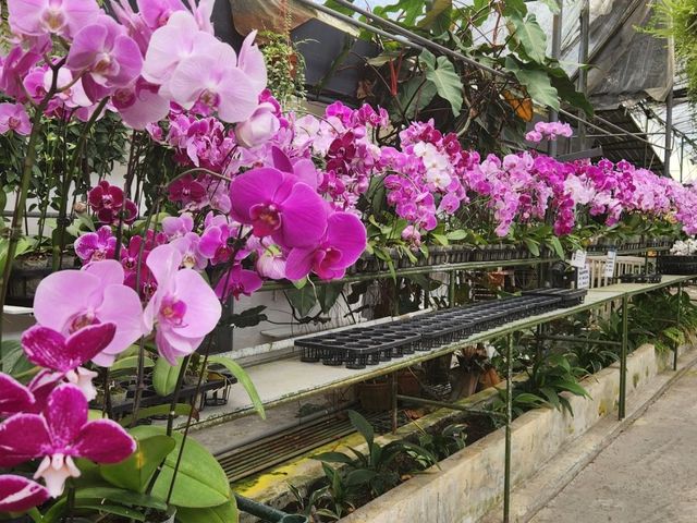 Weekend getaway at World of Phalaenopsis