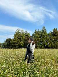 [제주] 애월 무료 여행지, 도깨비 생각나는 메밀밭🌱