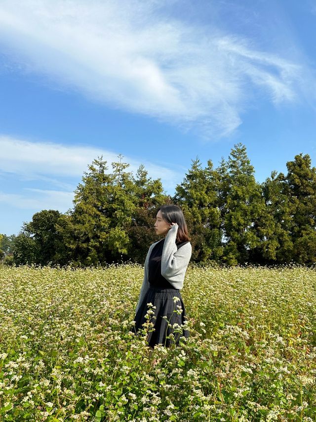 [제주] 애월 무료 여행지, 도깨비 생각나는 메밀밭🌱