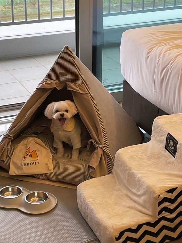 강원도 애견동반 호텔 “세인트존스”