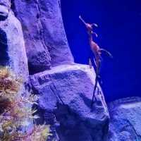 Ocean Park Hong Kong