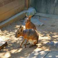 日本和歌山城公園動物園