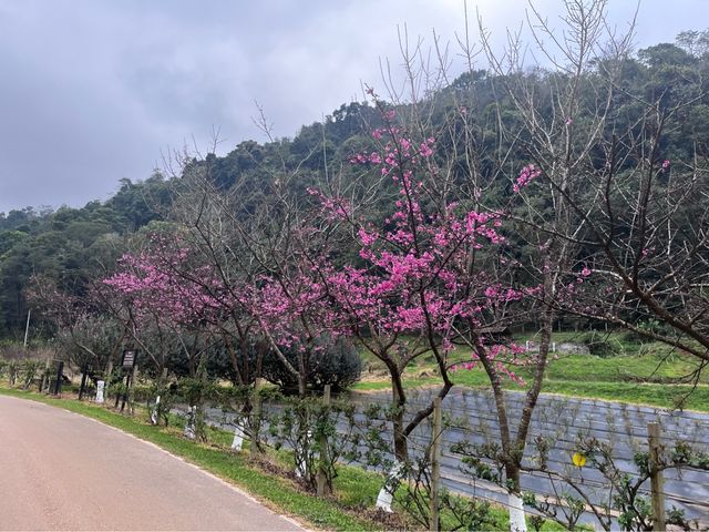 ชมดอกบ๊วย ดอกพญาเสือโคร่ง แอท อ่างขาง 🌸🤍