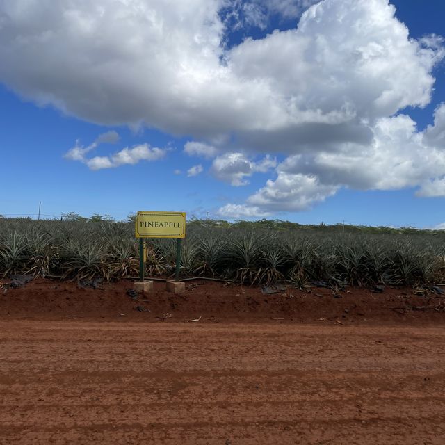 pineapples galore at the dole plantation