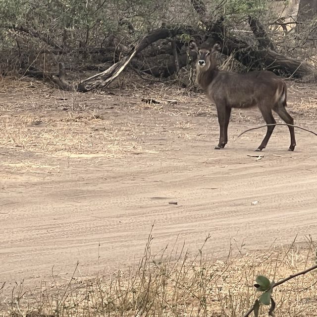 Wild African Animal