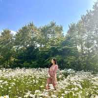 데이지 만발, 하남 소진담