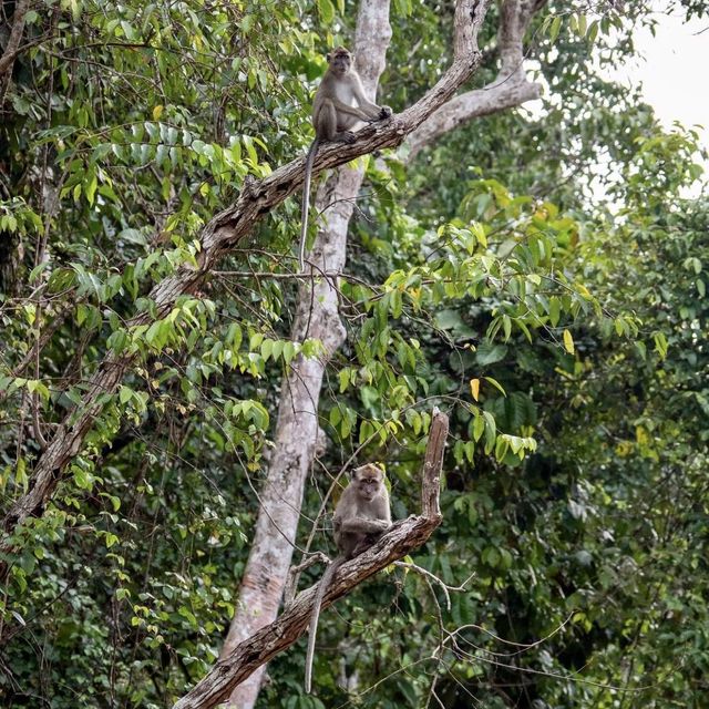 Kinabatangan Wildlife Sanctuary - Borneo, Mal
