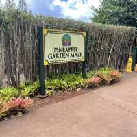 pineapples galore at the dole plantation