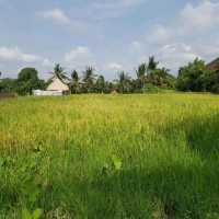 Rice fields walk 