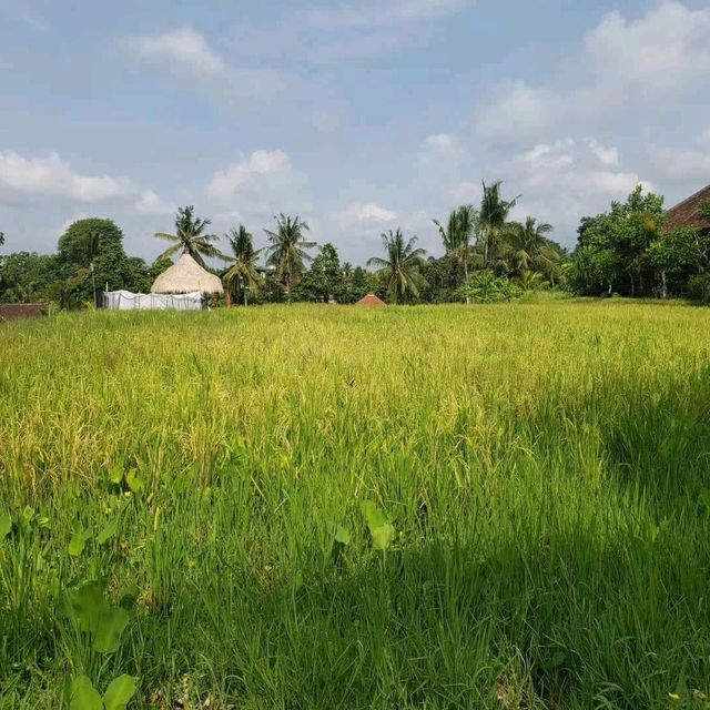 Rice fields walk 