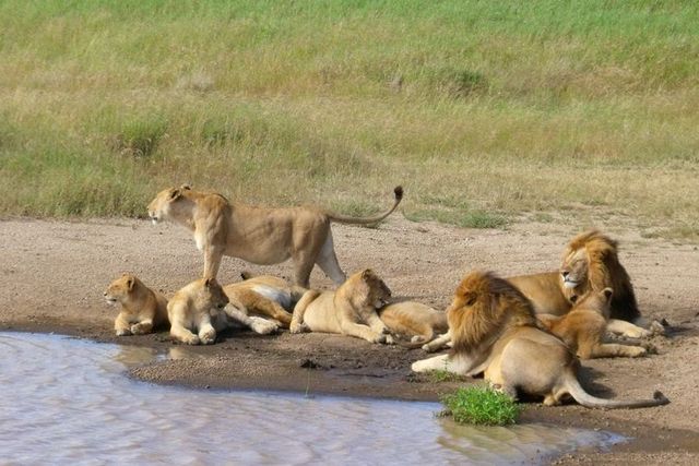 Three Days Serengeti - Ngorongoro