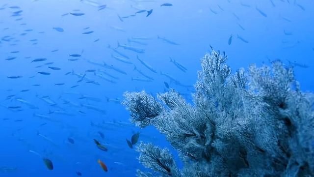 Thailand's coral garden, Koh Similan Island.