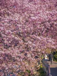 Earliest blooming cherry blossoms in all of Japan |