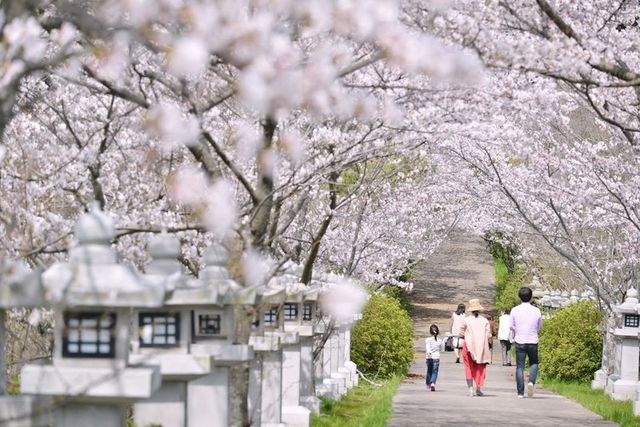 【2024日本櫻花季】四國人氣賞櫻景點推介：香川栗林公園、鳥取打吹公園 | 四國