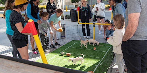 Pup-er Bowl in Culver City | Los Angeles Ale Works - Culver City