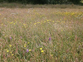 Hay Meadow Condition Assessment | Helman Tor