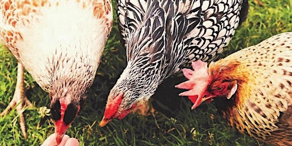 Easter at Hen Corner | Hen Corner