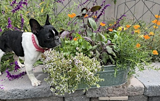 Edible Pet Garden Workshop | Pet Power Studio - Natural Pet Foods