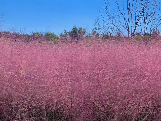 [🇰🇷, 부산] 핑크뮬리 인생샷은 부산 을숙도에서 💕