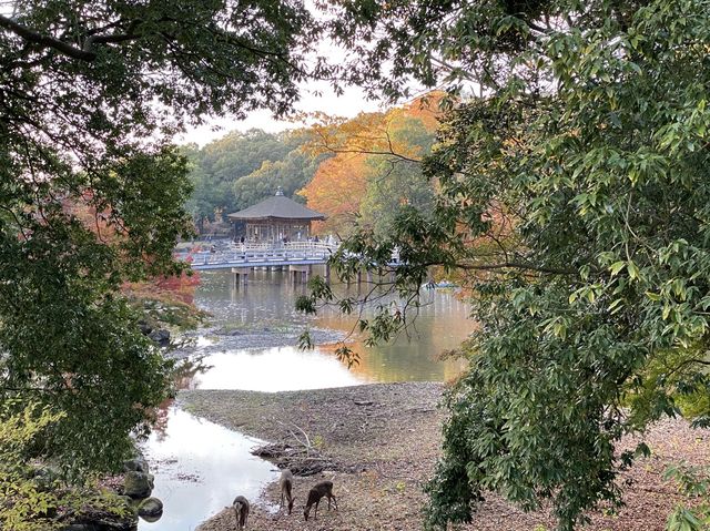 鷺池と紅葉