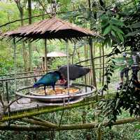 Jurong Bird Park
