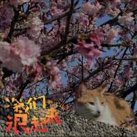 台北陽明山單的賞櫻花處